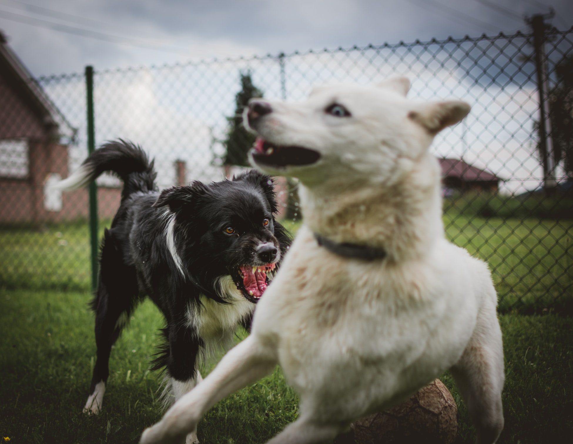 dogs fighting
