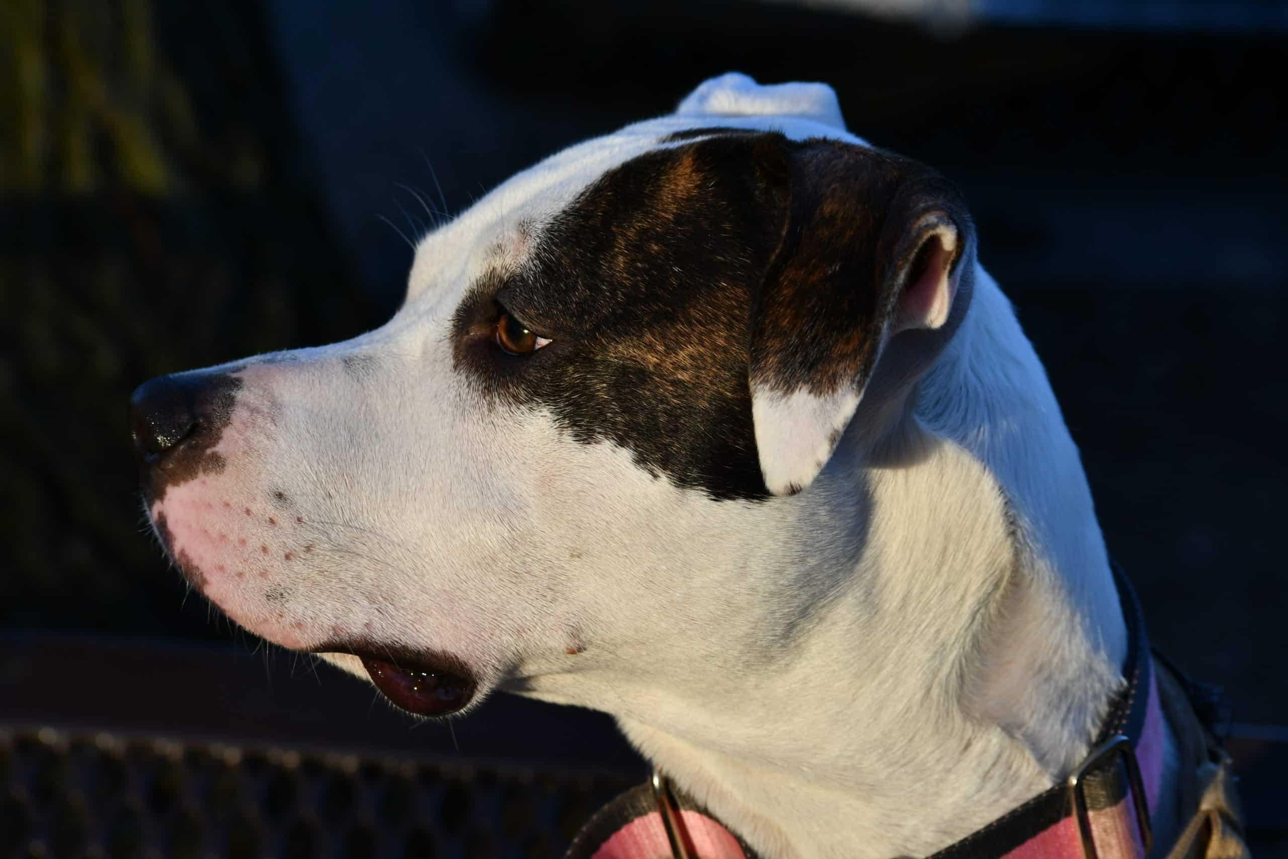 dog looking to the side