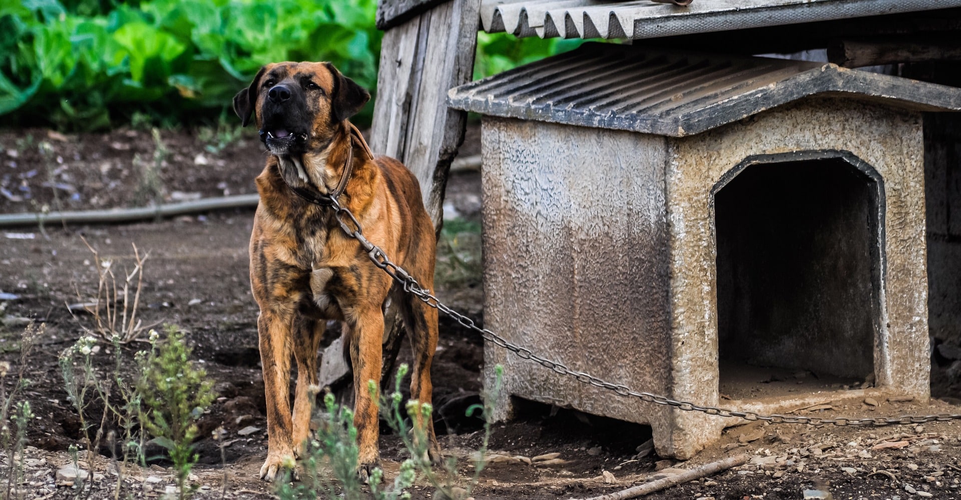 aggressive dog chained up next to kennel